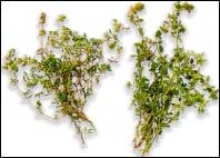 Thyme Picture